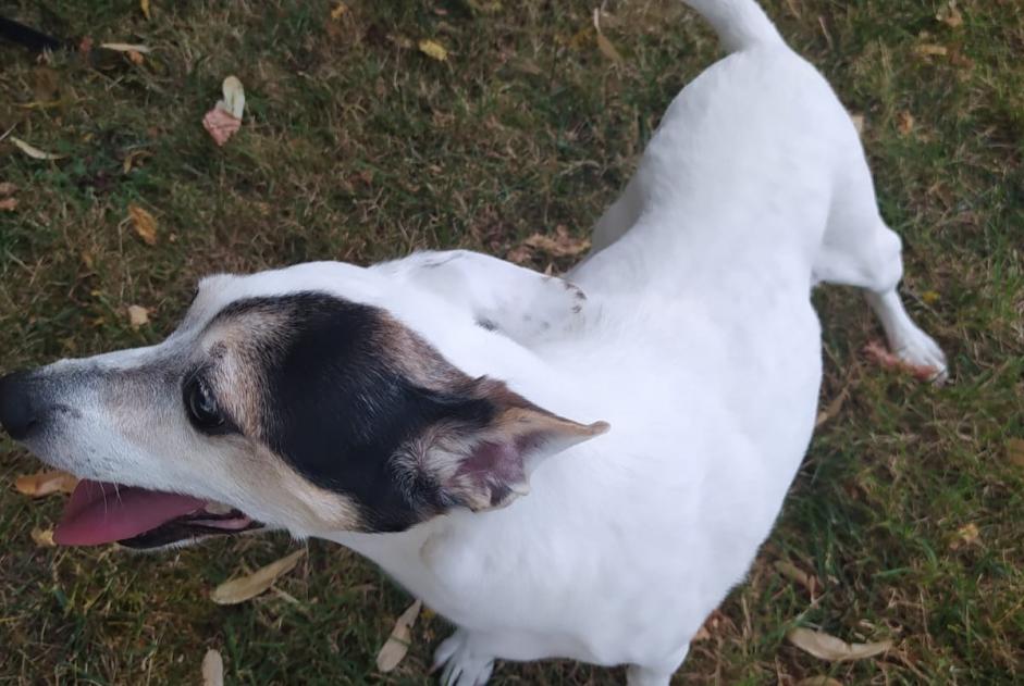 Avviso scomparsa Cane incrocio di razze Maschio , 13 anni Cologne Francia