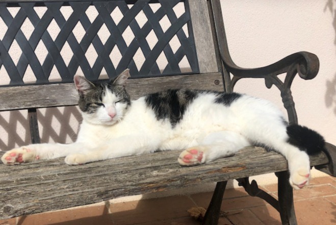 Avviso scomparsa Gatto Maschio , 11 anni Samatan Francia