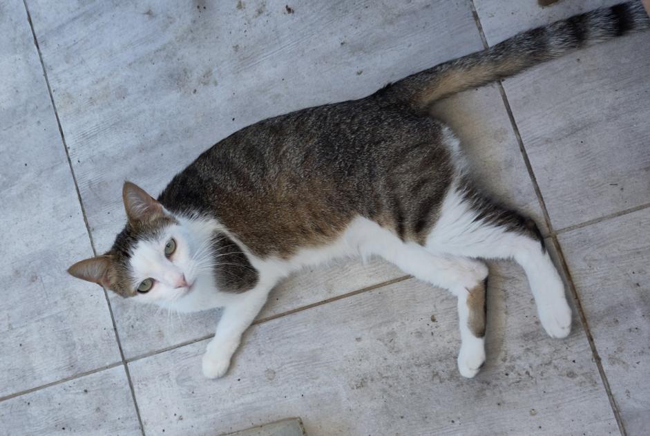 Avviso scomparsa Gatto Maschio , 6 anni Toulouse Francia