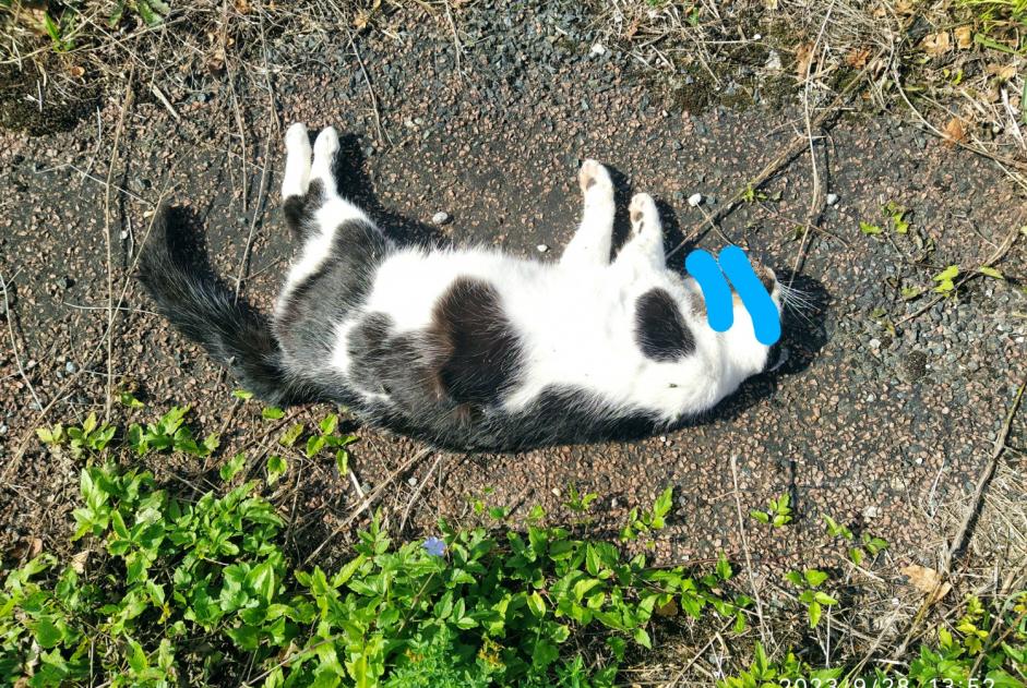 Avviso Ritrovamento Gatto Non conosciuta Saint-Pierre-la-Noue Francia