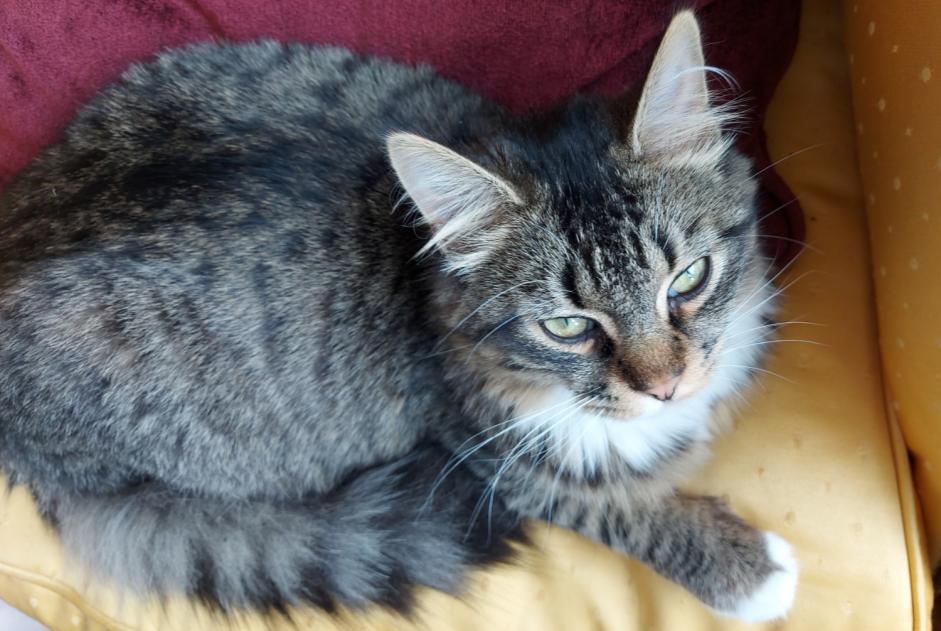 Avviso scomparsa Gatto Maschio , 1 anni Flers Francia