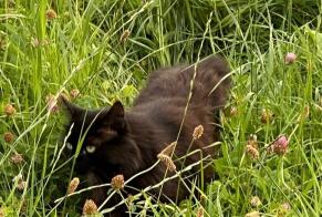 Avviso scomparsa Gatto Maschio , 8 anni Rolle Svizzera