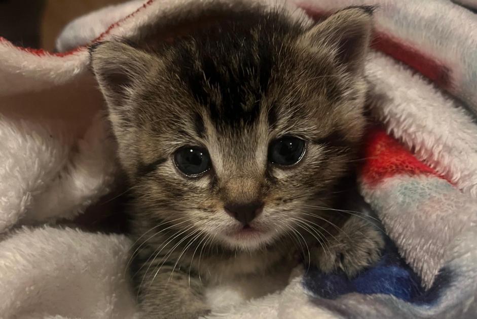 Avviso Ritrovamento Gatto Non conosciuta Grenoble Francia