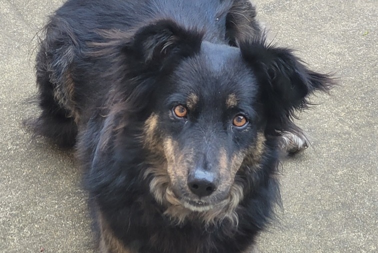 Avviso scomparsa Cane incrocio di razze Maschio , 3 anni Languidic Francia