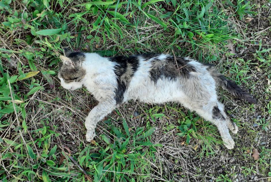 Avviso Ritrovamento Gatto Non conosciuta Beuvron-en-Auge Francia