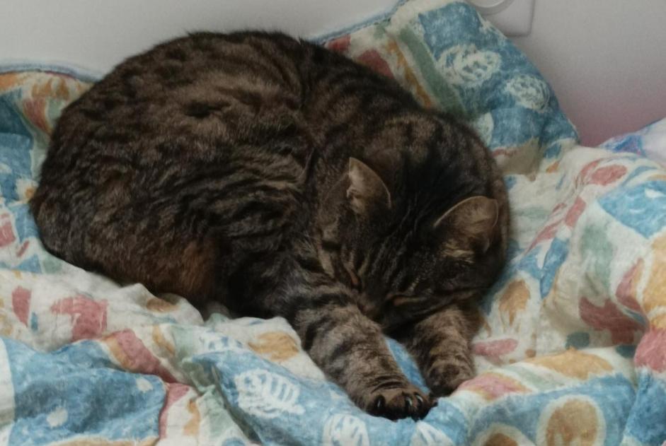 Avviso scomparsa Gatto Femmina , 7 anni Huisseau-sur-Cosson Francia