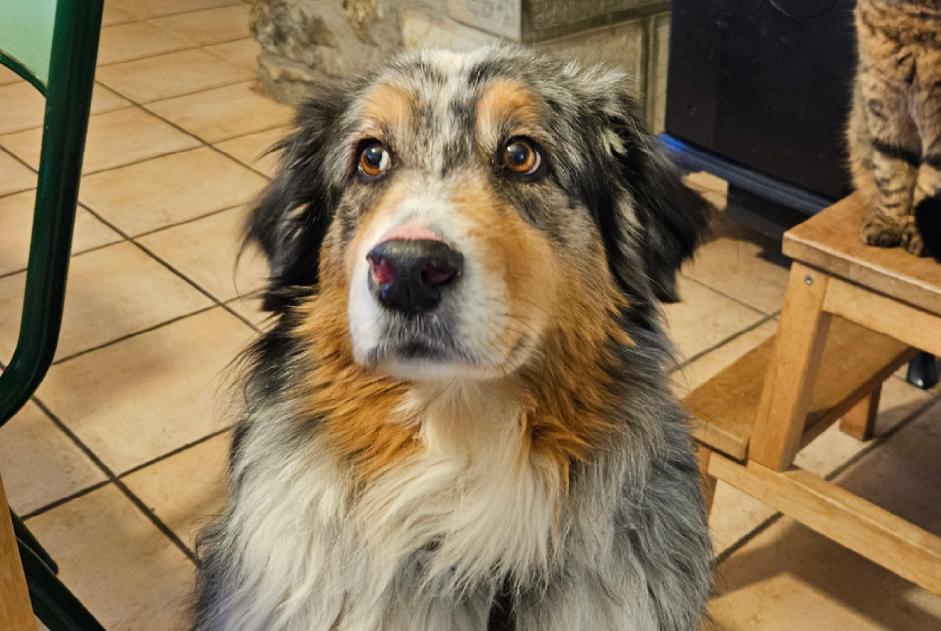 Avviso scomparsa Cane  Maschio , 9 anni Villaz Francia