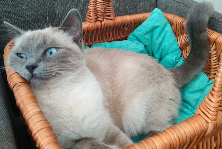 Avviso scomparsa Gatto  Femmina , 3 anni Saint-Oyens Svizzera