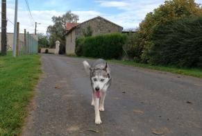 Avviso Ritrovamento Cane incrocio di razze Non conosciuta Sammarçolles Francia