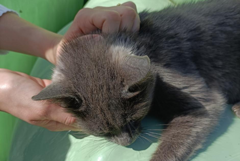 Avviso Ritrovamento Gatto Femmina Lignières Svizzera