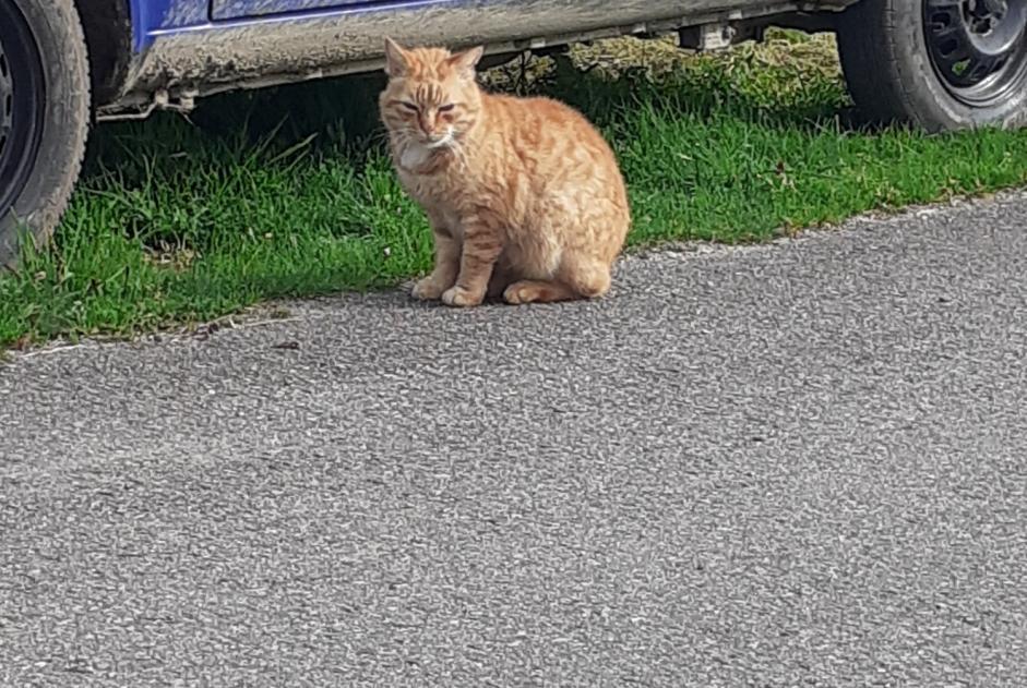 Avviso Ritrovamento Gatto Non conosciuta Plouay Francia