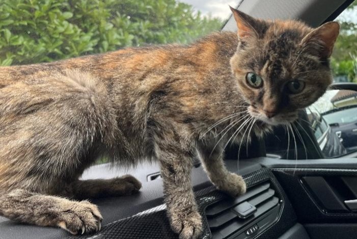 Avviso scomparsa Gatto  Femmina , 18 anni Parempuyre Francia