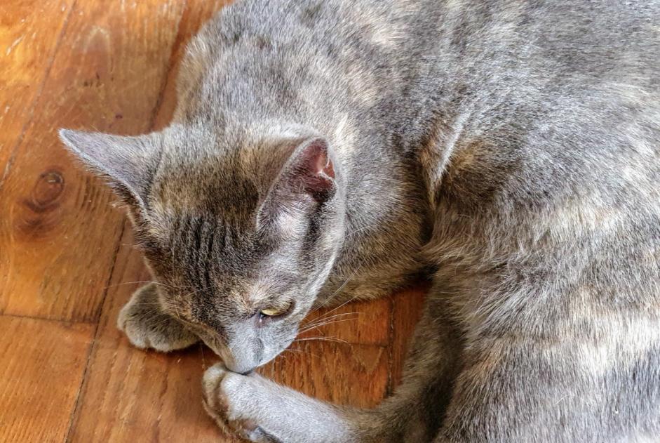 Avviso Ritrovamento Gatto incrocio di razze Femmina , Tra 4 e 6 mesi Chambéry Francia