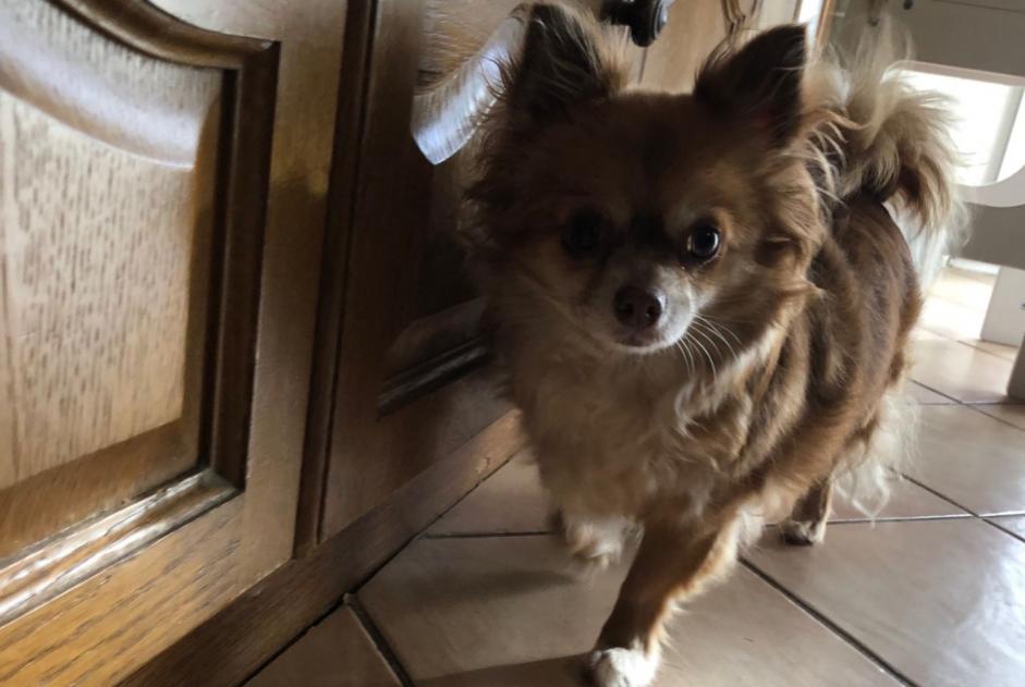 Avviso scomparsa Cane  Femmina , 6 anni Dijon Francia