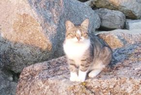 Avviso Ritrovamento Gatto Femmina Plounéour-Brignogan-plages Francia