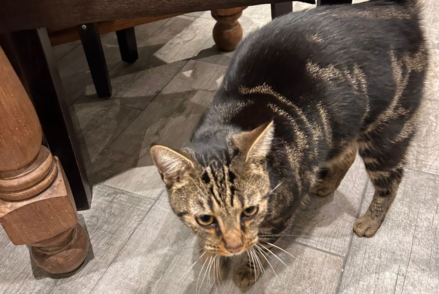 Avviso scomparsa Gatto  Maschio , 2 anni La Bouille Francia