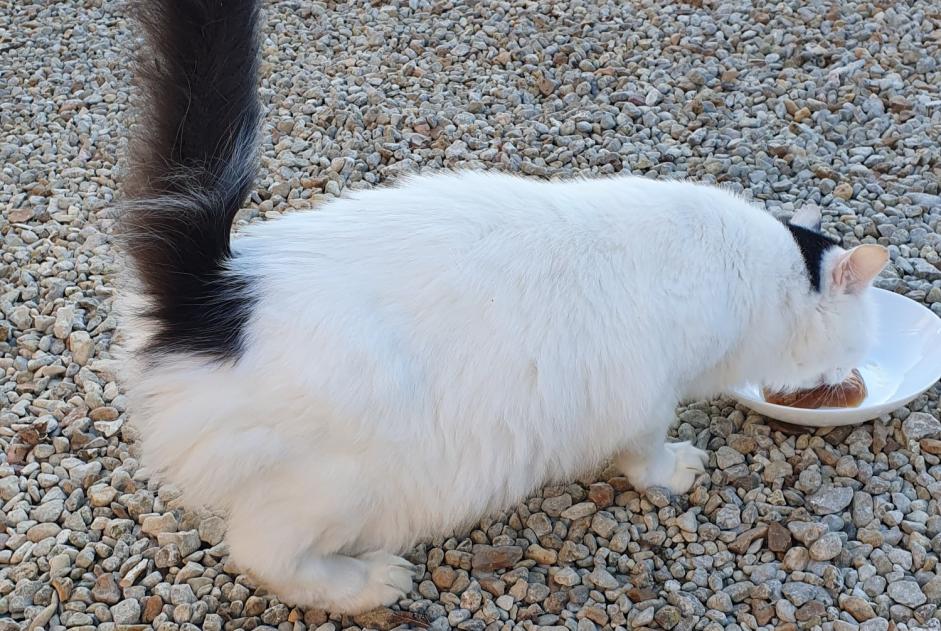 Avviso Ritrovamento Gatto incrocio di razze Non conosciuta Brie Francia