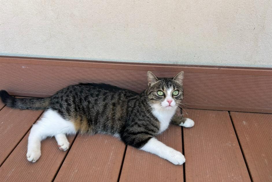 Avviso scomparsa Gatto  Femmina , 2 anni Divonne-les-Bains Francia