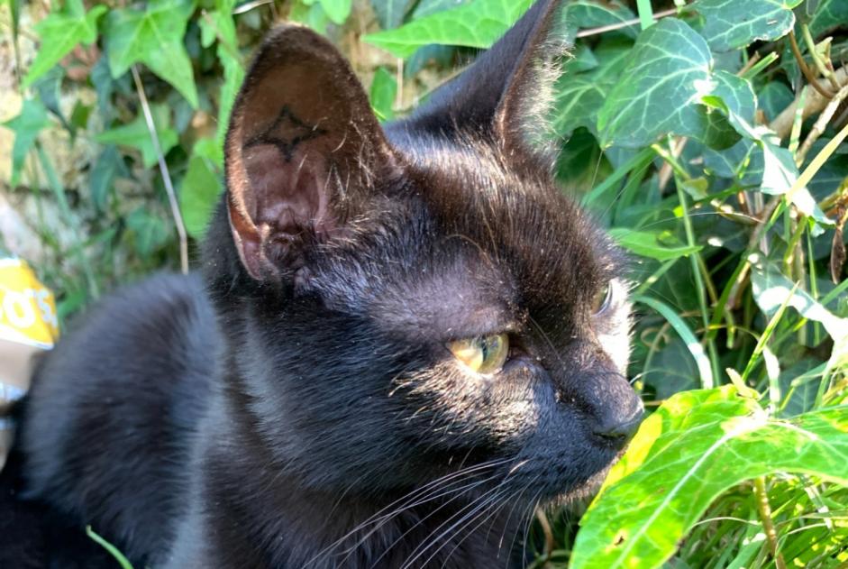 Avviso scomparsa Gatto  Femmina , 1 anni Saint-Orens-de-Gameville Francia