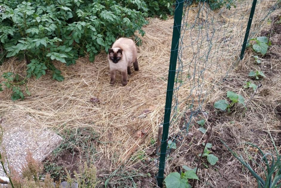 Avviso scomparsa Gatto incrocio di razze Maschio , 6 anni Rochesson Francia