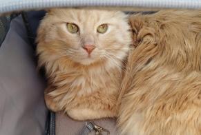 Avviso scomparsa Gatto Maschio , 3 anni Lausanne Svizzera