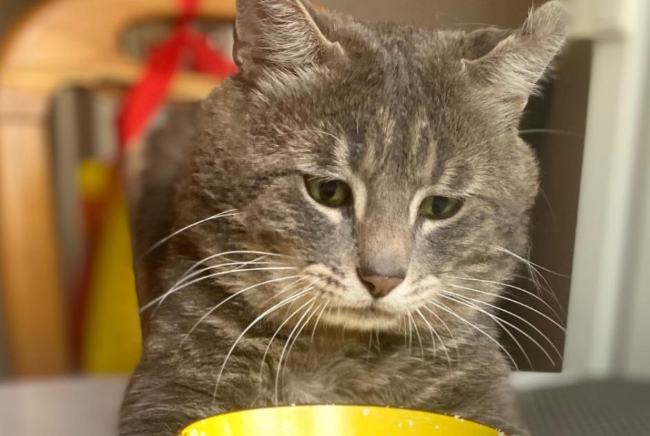 Avviso scomparsa Gatto  Maschio , 5 anni Lausanne Svizzera