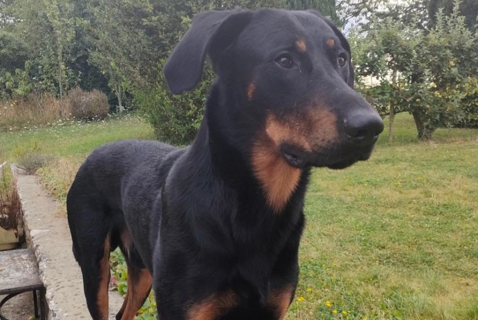 Avviso scomparsa Cane  Maschio , 3 anni Melun Francia