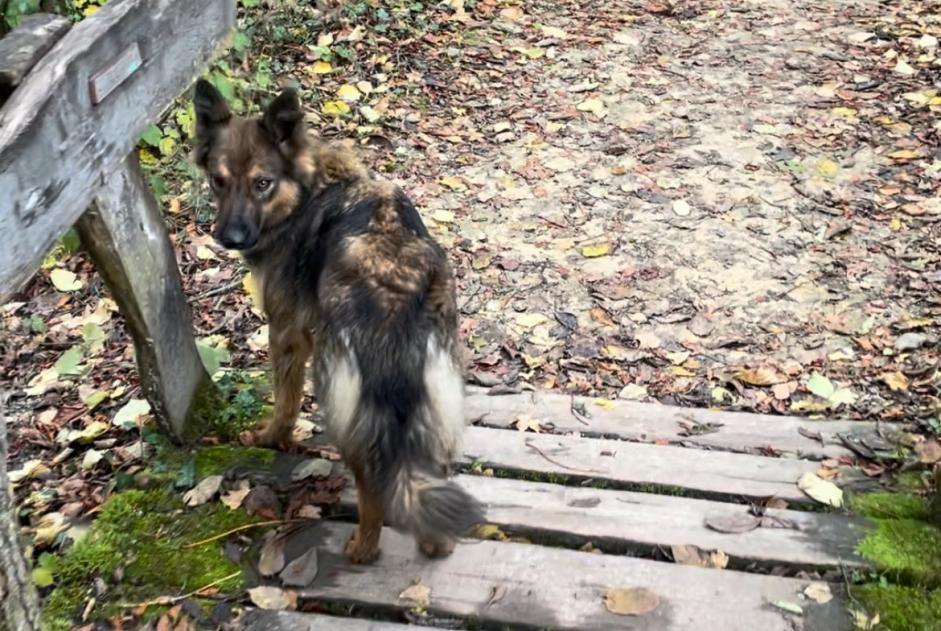 Avviso Ritrovamento Cane incrocio di razze Femmina Nyon Svizzera