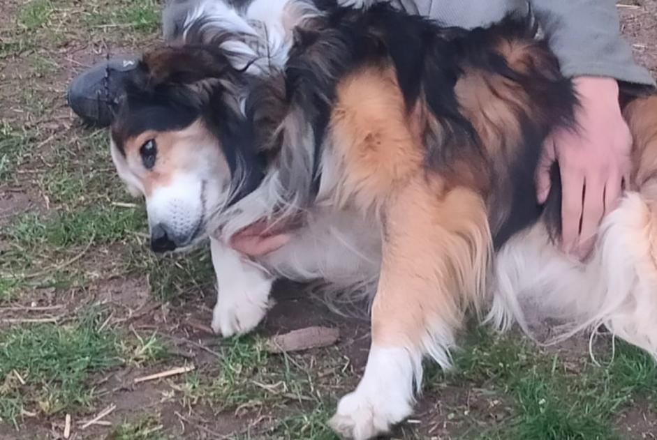 Avviso scomparsa Cane incrocio di razze Maschio , 14 anni Aurel Francia