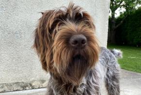 Avviso scomparsa Cane  Maschio , 1 anni Saint-Paul-du-Vernay Francia