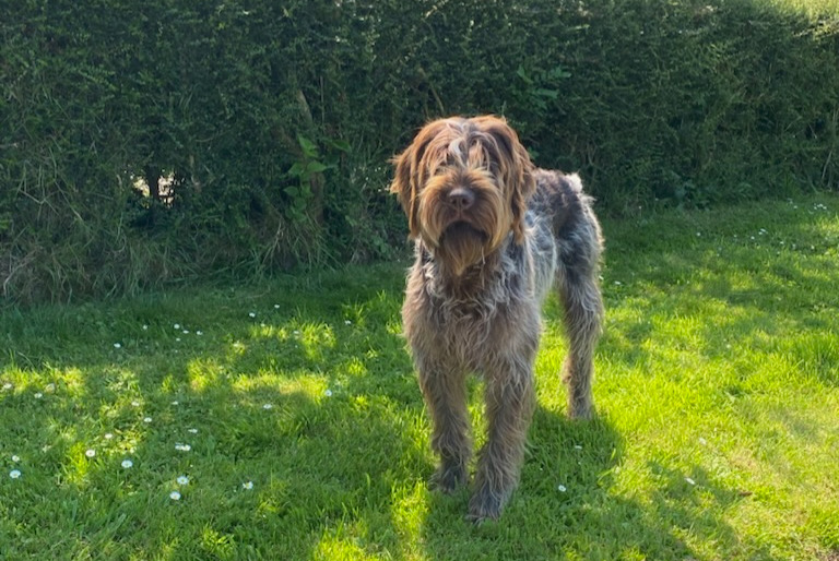 Avviso scomparsa Cane  Maschio , 1 anni Saint-Paul-du-Vernay Francia