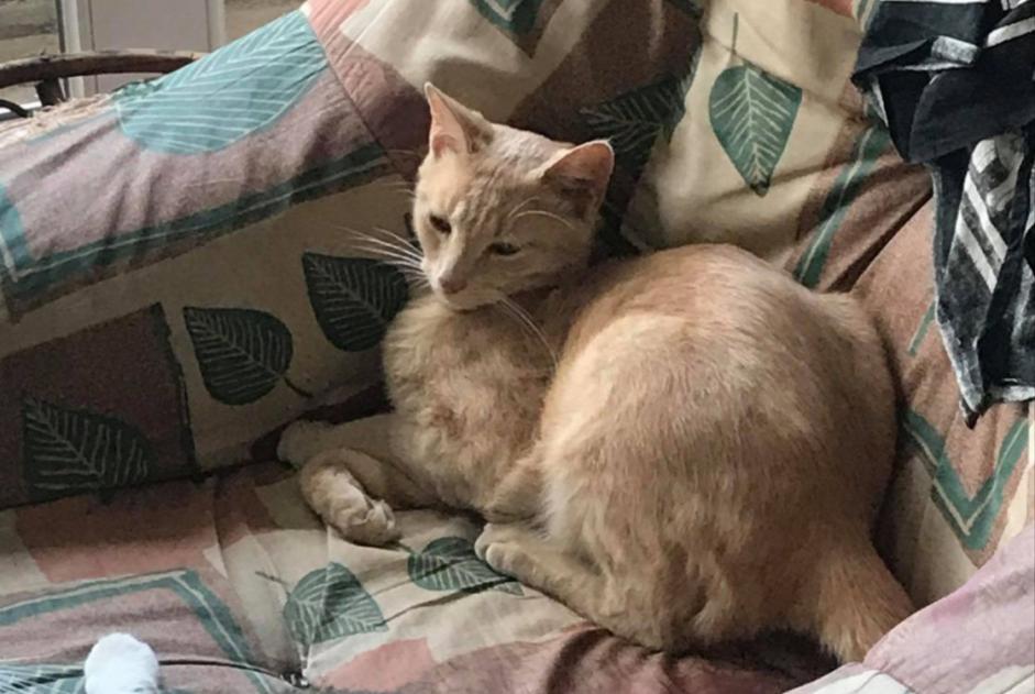 Avviso scomparsa Gatto Maschio , 6 anni Bor-et-Bar Francia