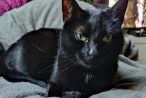 Avviso scomparsa Gatto incrocio di razze Femmina , 8 anni Liège Belgio