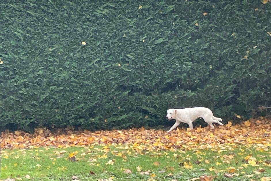 Avviso Ritrovamento Cane  Maschio Angoulême Francia