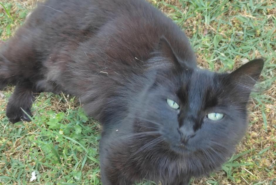 Avviso scomparsa Gatto incrocio di razze Maschio , 5 anni Fourchambault Francia