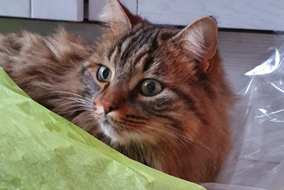 Avviso scomparsa Gatto  Maschio , 6 anni Sillingy Francia