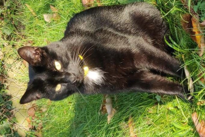 Avviso scomparsa Gatto incrocio di razze Maschio , 6 anni Champcevinel Francia