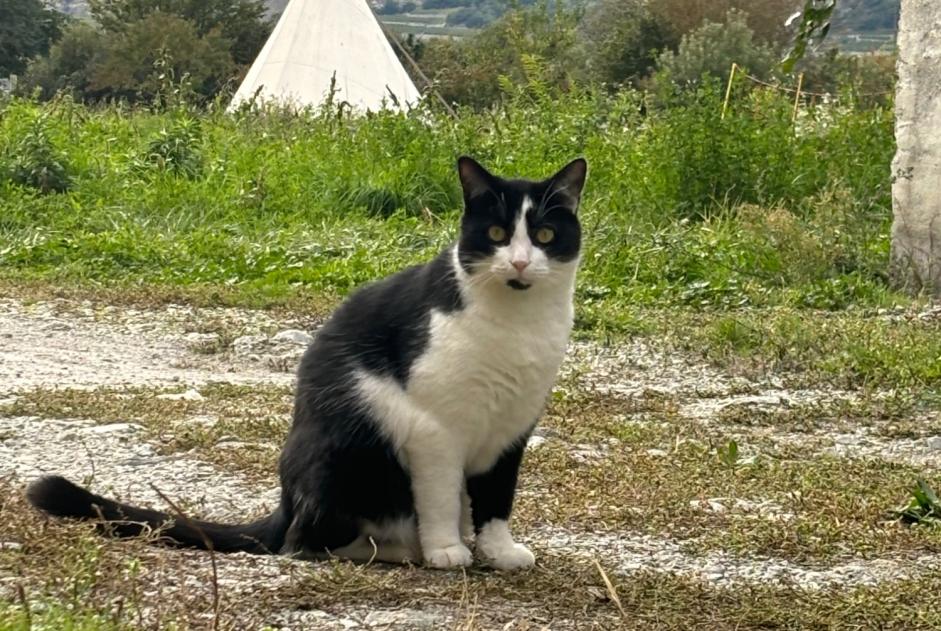 Avviso scomparsa Gatto incrocio di razze Maschio , 2 anni Sierre Svizzera