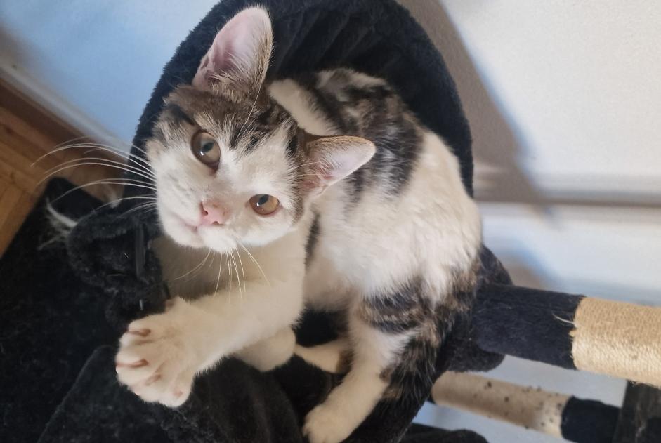 Avviso scomparsa Gatto  Maschio , 1 anni Blonay - Saint-Légier Svizzera