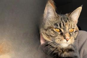 Avviso scomparsa Gatto incrocio di razze Femmina , 1 anni Soignies Belgio