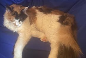 Avviso scomparsa Gatto  Femmina , 0 anni Namur Belgio