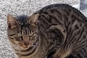 Avviso Ritrovamento Gatto Non conosciuta Assens Svizzera