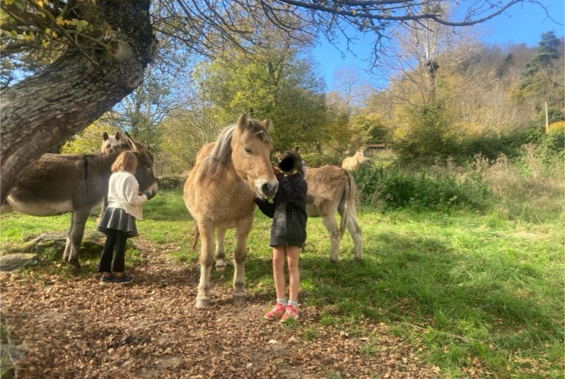 Avviso scomparsa Cavallo Maschio , 2024 anni Retournac Francia