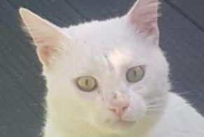 Avviso scomparsa Gatto  Maschio , 5 anni Aubagne Francia