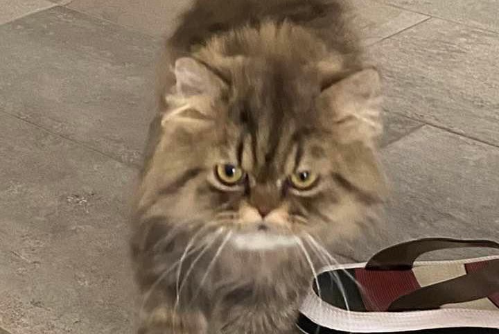 Avviso scomparsa Gatto  Maschio , 4 anni Bienne Svizzera