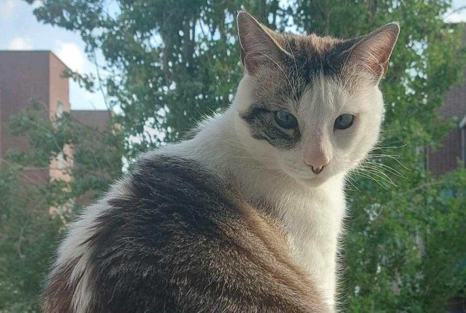 Avviso scomparsa Gatto Maschio , 5 anni Trébeurden Francia