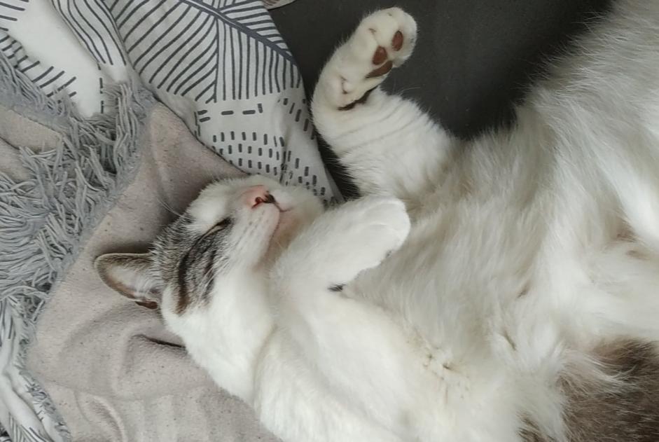 Avviso scomparsa Gatto Maschio , 5 anni Trébeurden Francia