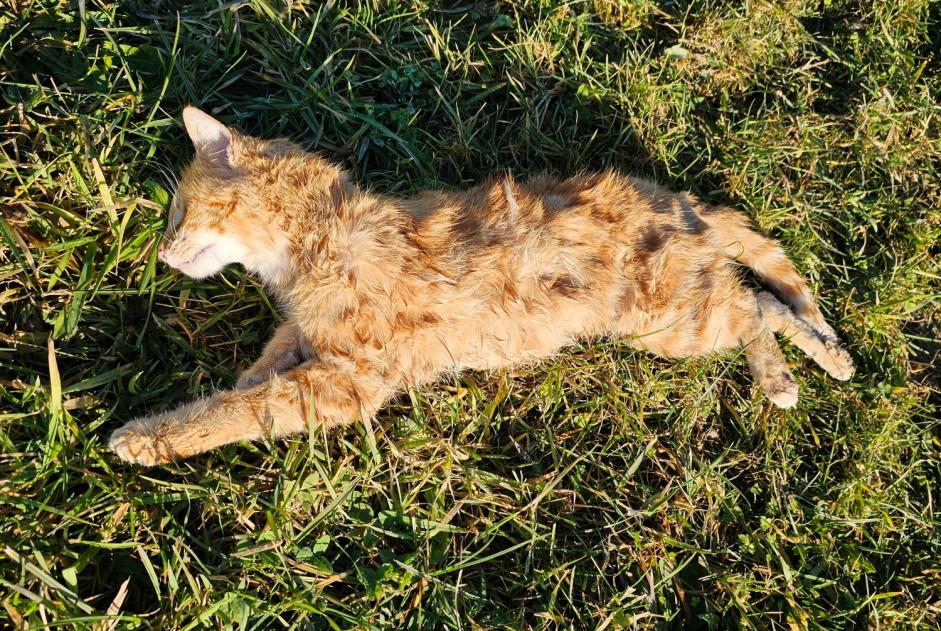 Avviso Ritrovamento Gatto  Non conosciuta Auboranges Svizzera