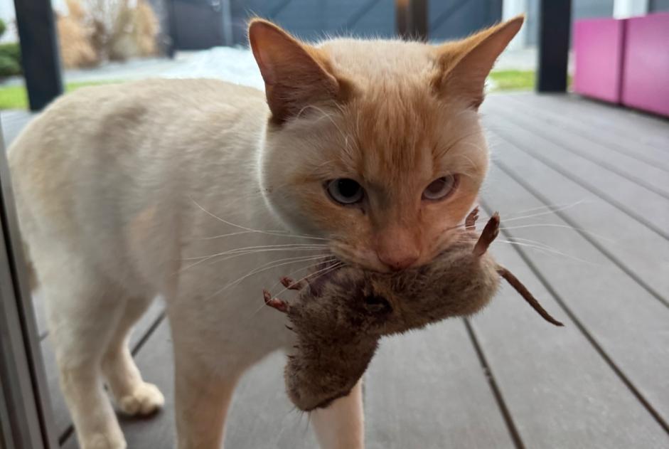 Avviso scomparsa Gatto incrocio di razze Maschio , 3 anni Isérables Svizzera