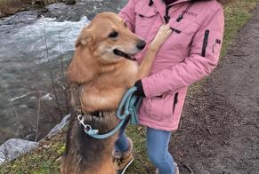 Avviso scomparsa Cane incrocio di razze Maschio , 4 anni Matane Francia